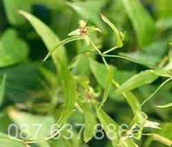 Bài thuốc từ cây bách bộ chữa ho