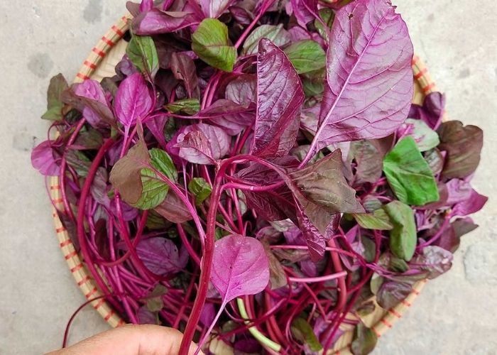 Rau dền chữa táo bón