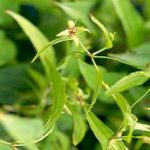 Bài thuốc từ cây bách bộ chữa ho