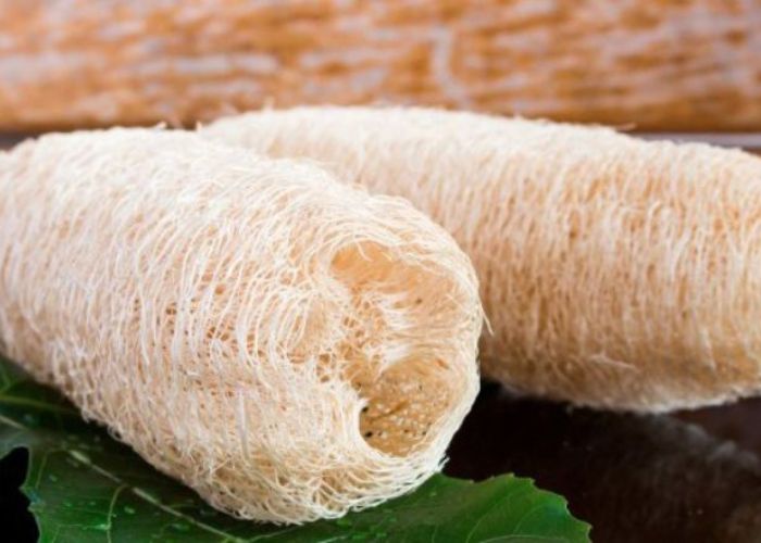Công dụng của xơ mướp chữa bệnh trĩ