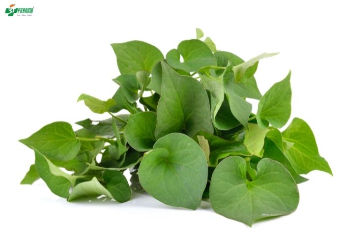 cay thuoc chua benh tri, những cây thuốc nam trị bệnh trĩ, thuốc nam trị trĩ, cây thuốc chữa bệnh trĩ, cách trị bệnh trĩ dân gian, chữa bệnh trĩ bằng phương pháp dân gian, cây chữa bệnh trĩ, cây trị bệnh trĩ, trị bệnh trĩ dân gian, chữa trĩ bằng thuốc nam