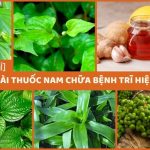 bài thuốc nam chữa bệnh trĩ