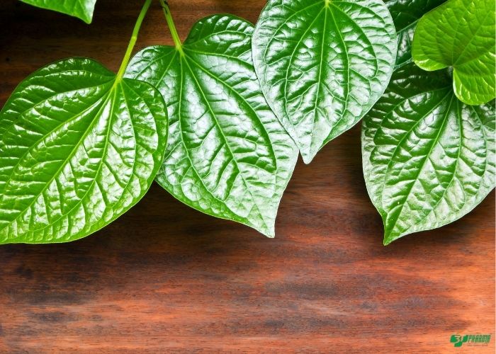 bài thuốc nam chữa bệnh trĩ 