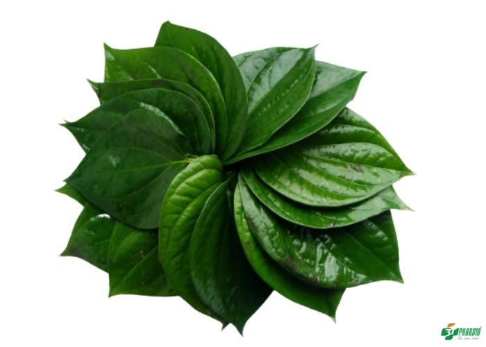 cách trị bệnh trĩ bằng thuốc nam, cách chữa bệnh trĩ nhanh nhất, bài thuốc chữa trĩ, thuốc trị bệnh trĩ, meo chua benh tri, cách chữa bệnh trĩ dan gian, xem cách chữa bệnh trĩ, chữa bệnh trĩ bằng đông y