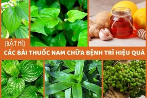 bài thuốc nam chữa bệnh trĩ