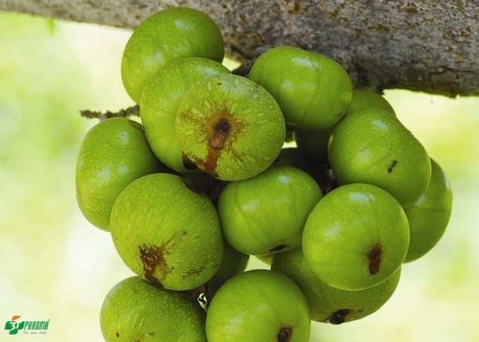 bài thuốc nam chữa bệnh trĩ