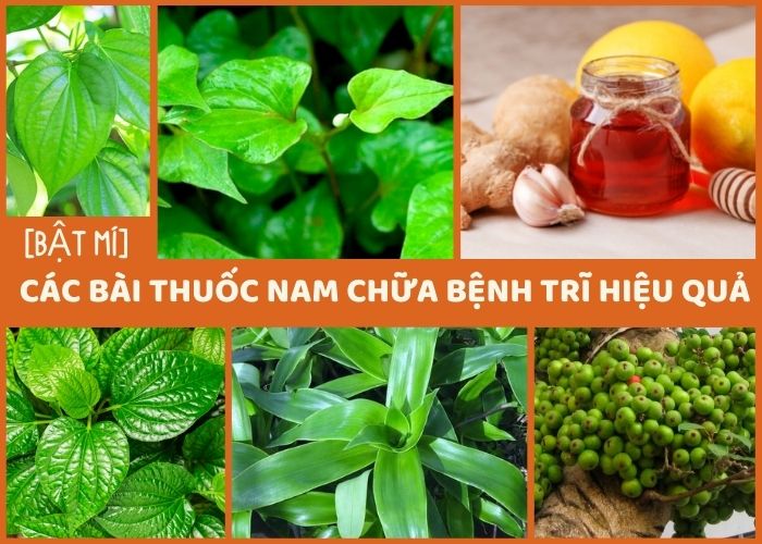 cây thuốc nam trị bệnh trĩ, bài thuốc trị bệnh trĩ, trị bệnh trĩ bằng thuốc nam, bai thuoc tri benh tri, thuốc nam teo trĩ, cây thuốc trị bệnh trĩ, thuốc ngâm trĩ, những cây thuốc nam chữa bệnh trĩ, thuốc nam chữa trĩ, cây thuốc nam chữa bệnh trĩ