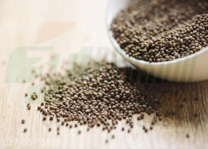 lá tía tô trị ho tiêu đờm