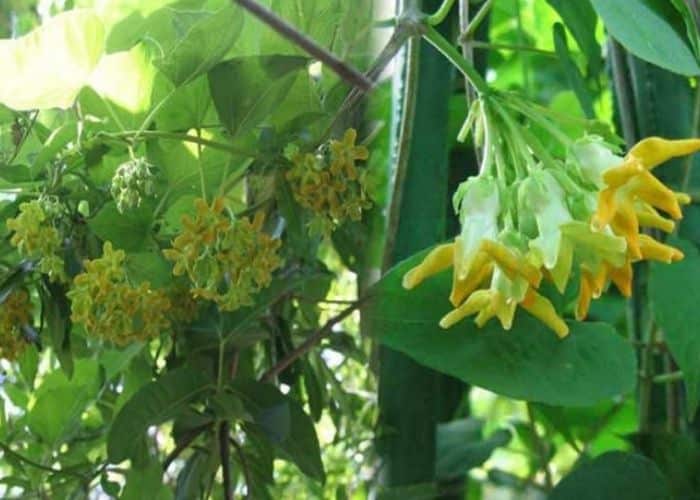 Hoa mào gà chữa bệnh trĩ