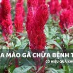 Hoa mào gà chữa bệnh trĩ