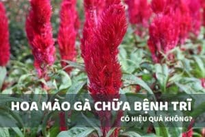 Hoa mào gà chữa bệnh trĩ