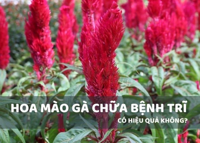Hoa mào gà chữa bệnh trĩ