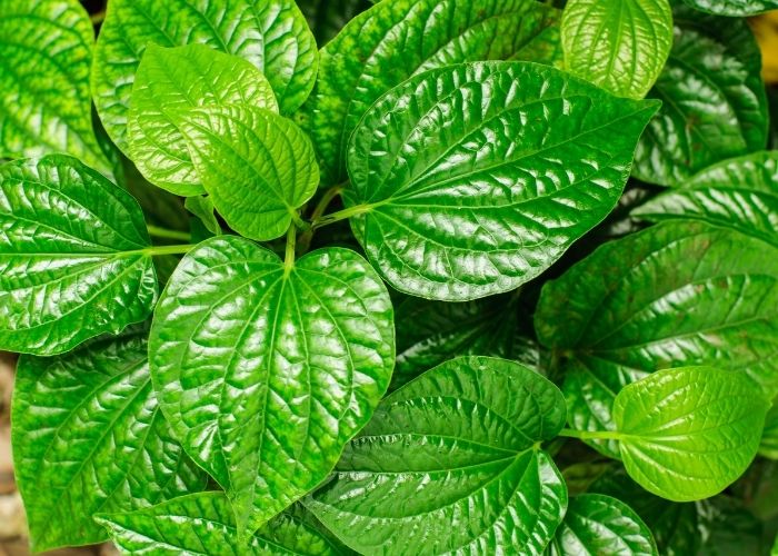 cách chữa ra mồ hôi tay chân, cách điều trị bệnh ra mồ hôi tay chân, cách trị bệnh ra mồ hôi tay chân, cách trị mồ hôi chân tay, cách trị mồ hôi tay chân tại nhà, cách trị ra mồ hôi tay chân