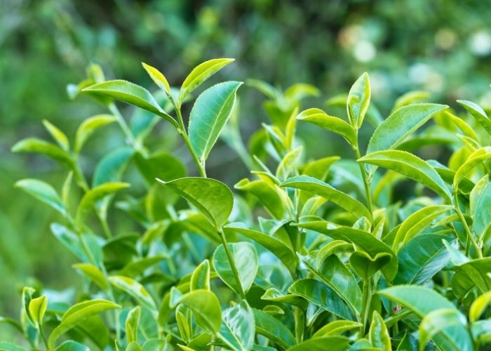 cách trị ra mồ hôi tay chân tại nhà, chữa bệnh mồ hôi tay chân, chữa bệnh ra mồ hôi tay chân, chữa mồ hôi tay chân, chữa ra mồ hôi tay chân, chữa ra mồ hôi tay chân bằng lá lốt, điều trị mồ hôi tay chân, giảm mồ hôi tay chân