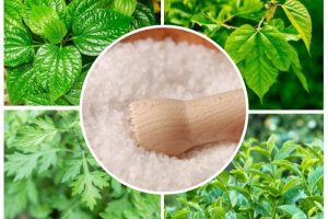 cách trị ra mồ hôi tay chân từ dân gian