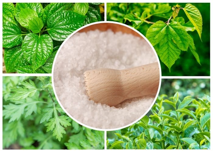 cách chữa bệnh mồ hôi tay chân, cách chữa bệnh mồ hôi tay chân bằng lá lốt, cách chữa bệnh ra mồ hôi tay, cách chữa bệnh ra mồ hôi tay chân, cách chữa mồ hôi tay chân