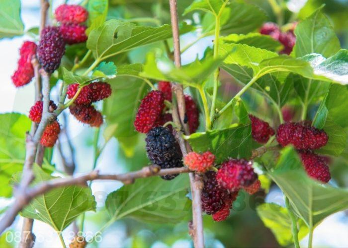 nước tắm trị rôm sảy cho bé