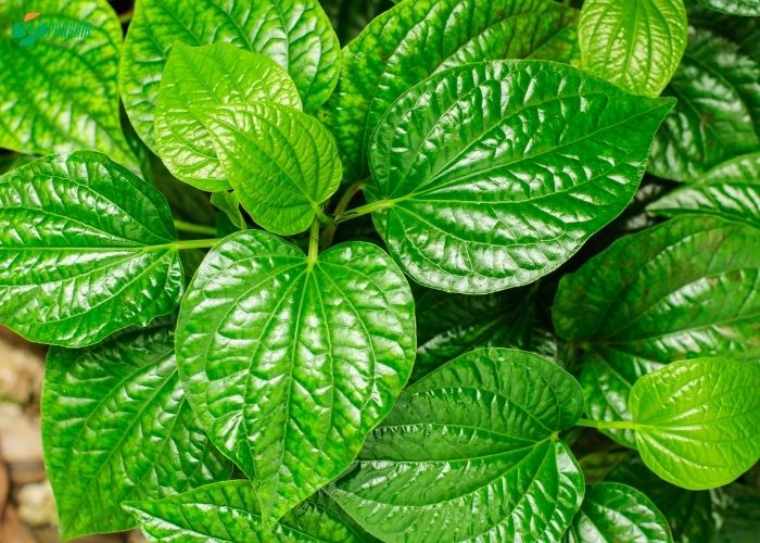 Lá lốt có tác dụng khử phong hàn, ổn định các đường kinh trong cơ thể, nhờ vậy giúp làm giảm bài tiết mồ hôi