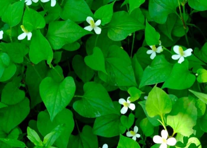 cách chữa bệnh trĩ tại nhà