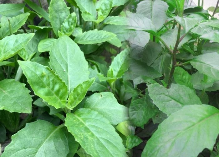 Cách trị đái dầm ở người lớn bằng rau bầu đất