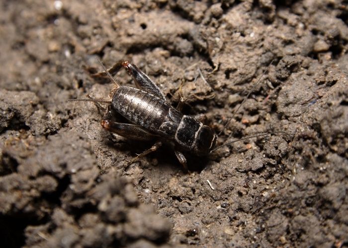 Cách trị bệnh đái dầm ở người lớn bằng dế mèn