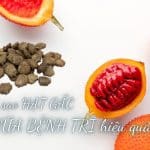hạt gấc chữa bệnh trĩ