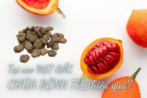 hạt gấc chữa bệnh trĩ