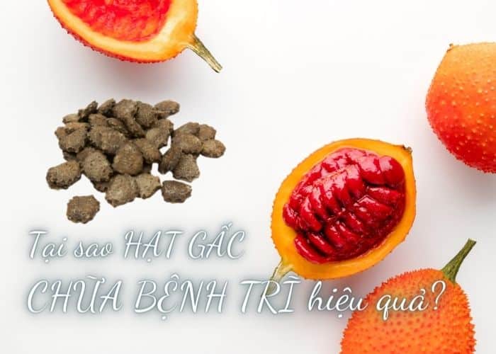 hạt gấc chữa bệnh trĩ