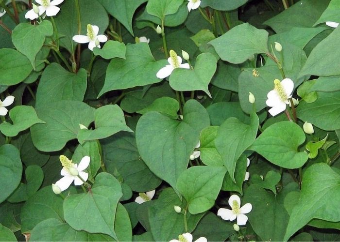 Rau diếp cá là một vị thuốc để giúp trẻ cải thiện tình trạng đổ mồ hôi trộm 