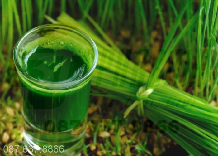 Nước lá hẹ trị chảy máu cam