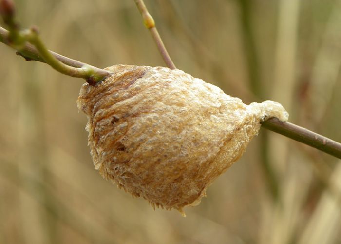 Chữa đái dầm ở người lớn bằng tổ bọ ngựa