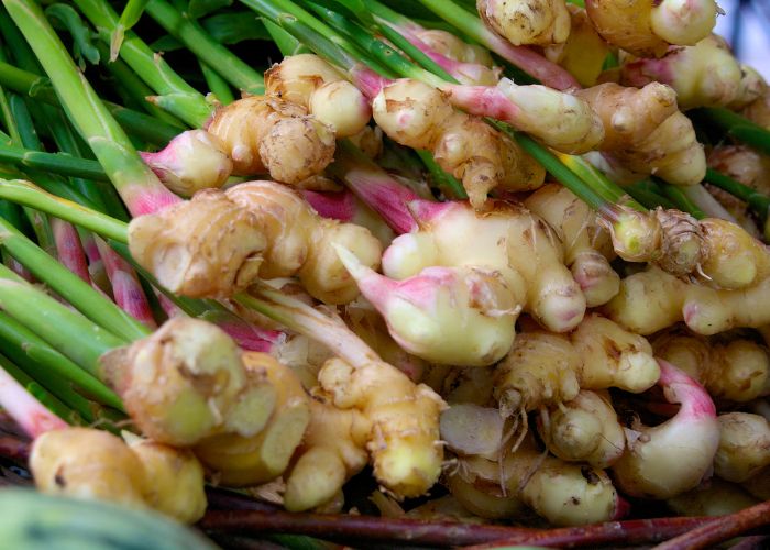 Chữa viêm phế quản bằng gừng được nhiều người áp dụng