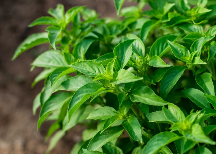 Húng chanh có tác dụng giảm ho hiệu quả