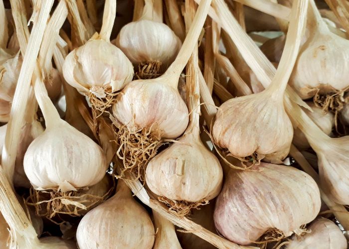 Tỏi ngâm mật ong giúp giảm ho, đau rát họng do viêm phế quản