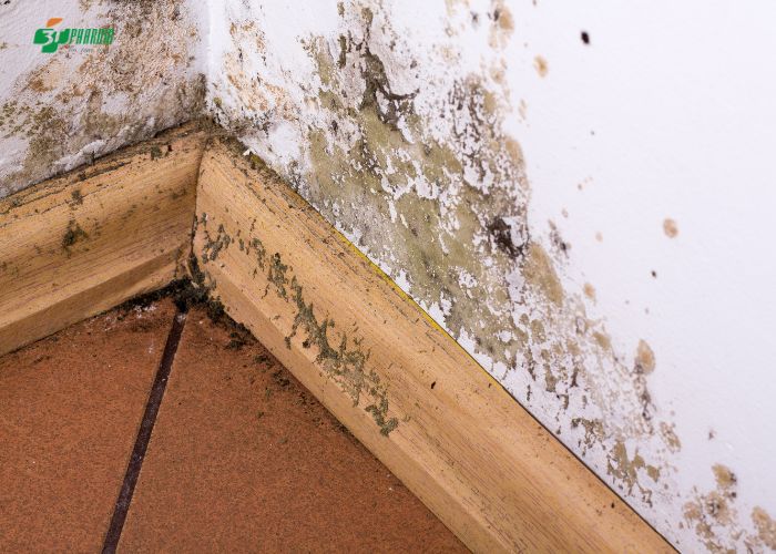 Bào tử nấm mốc xâm nhập vào mũi và gây ra các triệu chứng viêm mũi.