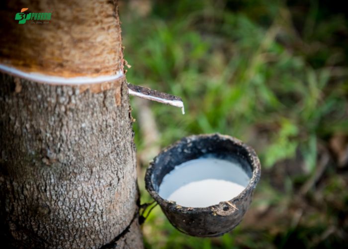 Latex - một loại protein có trong mủ cao su tự nhiên có thể gây dị ứng