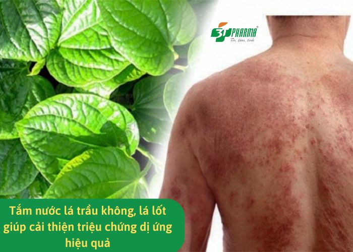 Tắm nước lá trầu không, lá lốt giúp cải thiện triệu chứng dị ứng hiệu quả