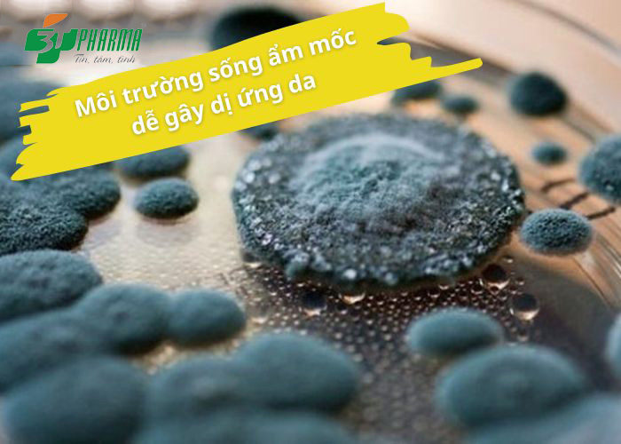 Môi trường sống ẩm mốc dễ gây dị ứng da