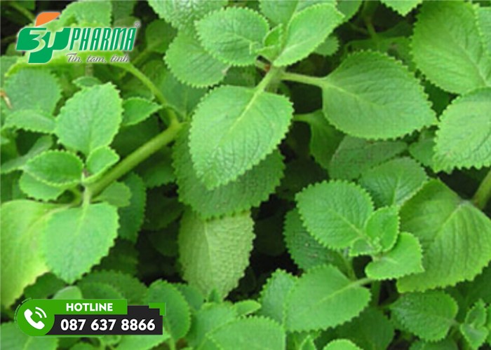 lá húng chanh có nhiều cách sử dụng để trị ho cho trẻ - 3T Pharma