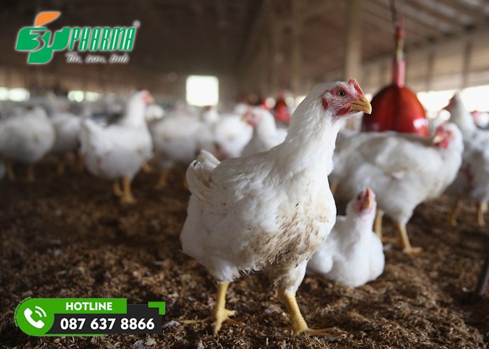 thời điểm giao mùa và cuối năm là điều kiện thuận lợi cho virus cúm gia cầm phát triển và lây lan - 3T Pharma