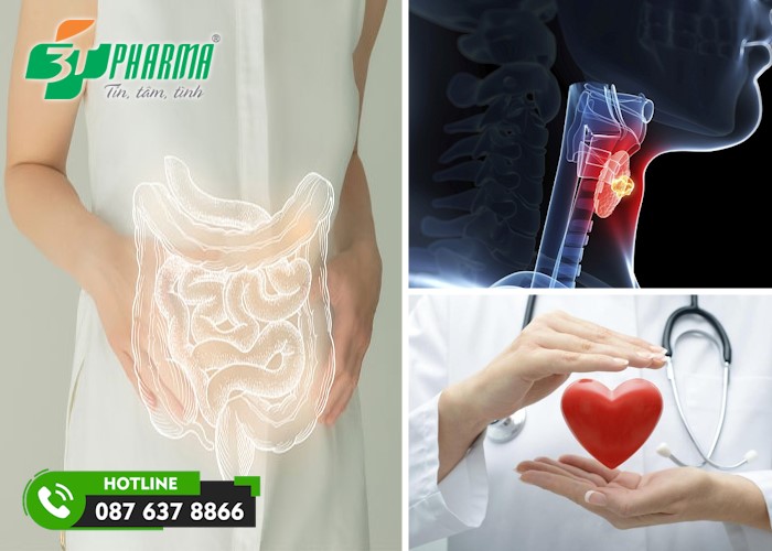 Rong biển có nhiều tác dụng tốt cho sức khoẻ hệ tiêu hoá, tim mạch... - 3T Pharma