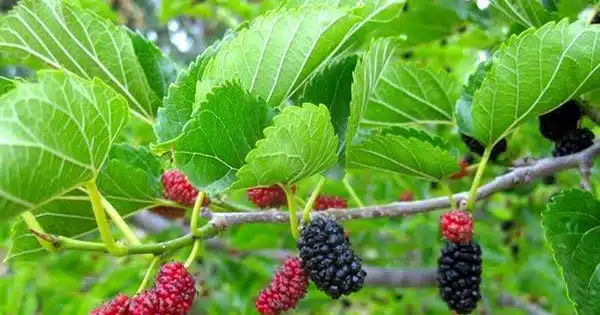 mồ hôi trộm ở trẻ em